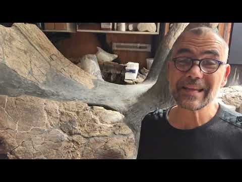 Paleontology | Triceratops Skull Build