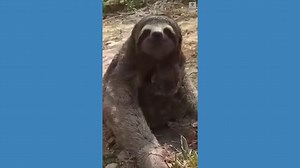 Baby sloth, mother reunite after being evacuated from Bolivia wildfire