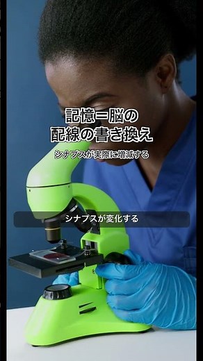 記憶するたびに脳の配線が物理的に変わる！シナプスの驚異🧠