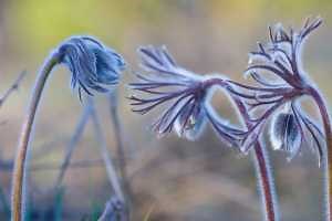 Smart Gardening Videos