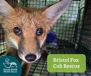 🦊 Young Fox Rescue in Bristol We were recently called out to help a juvenile female fox in Bristol who had fallen into a basement courtyard and was unable to escape. Clearly distressed, she was safely rescued by one of our response drivers and brought back to Secret World for assessment. Our vet discovered an abscess on her cheek, likely causing her considerable discomfort. She was admitted for intensive care and treatment with our Wildlife Care Team, who are doing everything they can to give h
