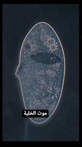 Cell death | Biologie Biology