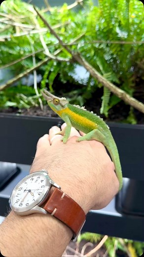 A pair of Machakos Hills Jackson’s chameleon (Trioceros jacksonii jacksonii). Even the females of this species can sport three triceratops-like horns. The females of this species also give live birth! A common adaptation of reptiles that experience regular cool temperatures. This female is gravid and will hopefully give birth to healthy babies soon. #jacksonschameleons #trioceros #triocerosjacksonii #livingart #reptiles #herpetoculture #lizards #rarereptiles #reptilebreeder #reptile #lizardsofin