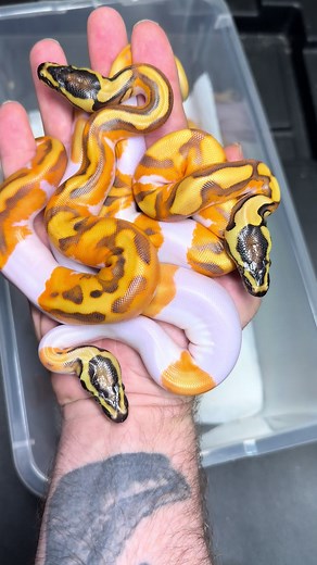 Beautiful slithery snakes #reptile #wildlife #animals #snake | snake videos