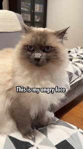 49K views · 2.5K reactions | George was betrayed last night. Replaced like an old sock without a second thought. How could Karen do this to him? (For context, Karen belongs to George. Harry is the human son’s cat… but since the human son is now off at Airforce training, Harry’s been cozying up to his spare human for love and pats. George is not coping.  | Poppet and the Wolf Pack | Facebook