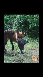 31K views · 484 reactions | When the fox pups are older, mom calls them to eat when she has caught prey 力  ️ #fox #trailcam #nature #Wildlife #newyork #naturelovers #hunting #fishing #foxes | Red Fox Tales | Facebook