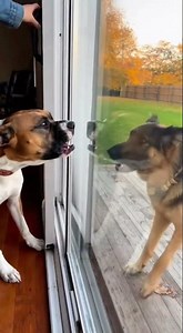 Dogs: We Only Argue, Never Fight…Oh Wait—We Mean Bark, Not Bite! 😂🐶