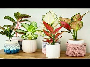 Chinese Evergreen Care & Growing Tips 🌿✨The Easiest Indoor Plant!