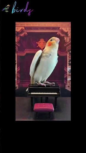 Cockatiel Karaoke How to Train Your Bird to Sing 🎶 #cockatiel