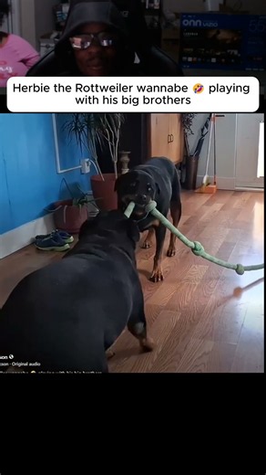 Herbie the Rottweiler wannabe 🤣 playing with his big brothers