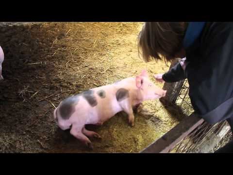 Pig faints from a head scratch