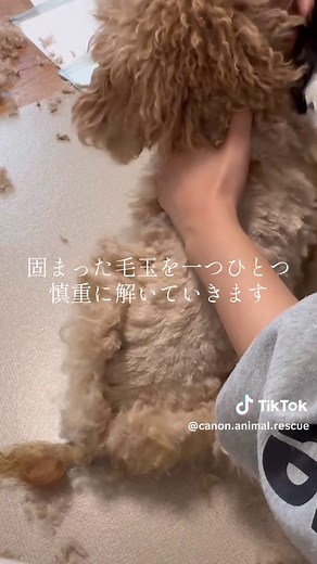 捨てられたトイプードルが雪を駆けるまでの物語