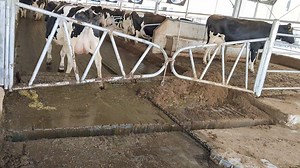 [Hot Item] Automatic Cattle Dairy Farm Cow Manure Scraper