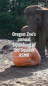223K views · 10K reactions | The @OregonZoo's annual squishing of the squash happened today. Where was Tula-Tu? Stay tuned... Click the link to read more: https://www.oregonlive.com/trending/2025/10/oregon-zoo-elephants-squish-sizable-squashes-for-a-delighted-audience.html?utm_source=facebook&utm_medium=social&utm_campaign=dhfacebook&utm_content=app.dashsocial.com%2Ftheoregonian%2Flibrary%2Fmedia%2F595158317 | The Oregonian | Facebook