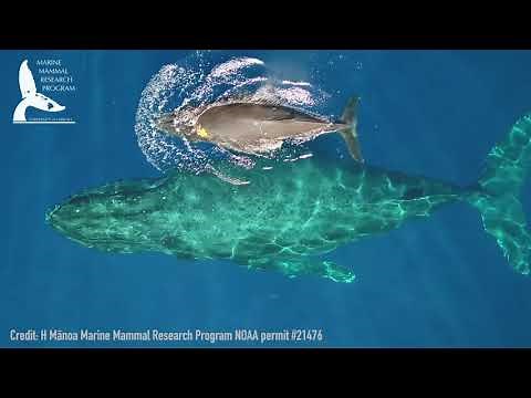 Baby Humpback Whales Nursing in Rare (and Adorable!) Video