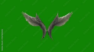 Realistic Grey Bird Wings Flapping on Green Screen | Chroma Key Flight Animation 4k