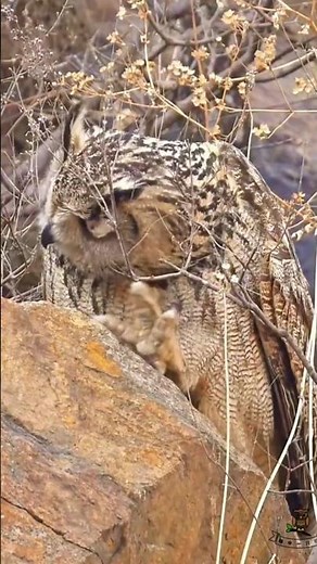 Eurasian Eagle-Owl – The Silent Night Hunter