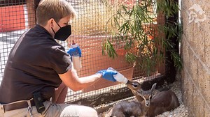 What's it like being an animal keeper? In honor of #NationalZooKeeperWeek, we posed that question and more to members of the Zoo's Animal Care team. Next, is Nicki Piepers, the Primary Nursery Keeper. Q: What is it like being a zookeeper? A: Being a keeper is challenging, exhausting and emotionally taxing, but ultimately very rewarding, fascinating and yes, really the best job in the world! Being a nursery keeper, I have hand-reared lots of animals over the years, including lots of hoofstock spe