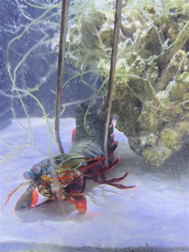 My New Mantis Shrimp Died Right After Entering the Tank – I Don’t Know What Went Wrong.#viralvideo #video #viral #shorts #aquarium #MantisShrimp