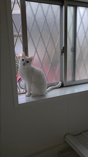 今のシロ。 #猫 #保護猫 #猫のいる暮らし
