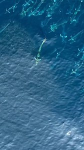 45K views · 1K reactions | Mahi Mahi, also known as "dorado," meaning...