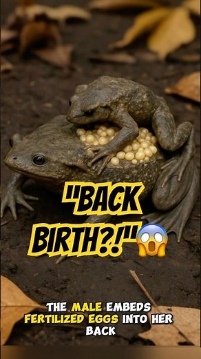 “The Frog That Gives Birth From Its Back 😳🐸”