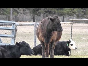 Heifer's first time in heat