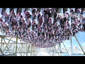 Amazing Codfish Fishing Vessel | Salted Cod Processing in Factory | Cod Fillet Processing