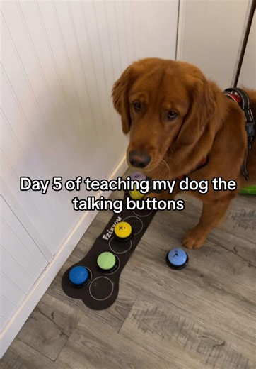 Teaching my dog the talking buttons #goldenretriever #talkingdog #dogbuttons