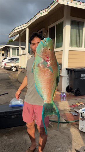 New YouTube video up ‼️ I teamed up with @Hawaiis Only and made poke with 4 fish we caught! Guess the weight of the Uhu? #catchandcook #spearfishing #poke #uhu #hawaii