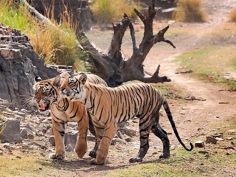 International Tiger Day