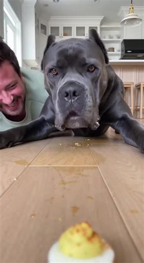 He didn’t just eat the deviled eggs… he devoured them. 🥚 #DeviledEggChallenge #DogFoodie | Timeless USA