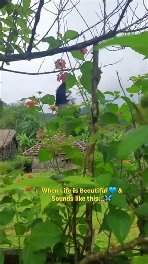 Slow mornings are my favourite 🦋✨️ • #nature #trekkinglife #calmvibes #chillvlog #birds #wildlife