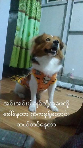 original sound - Happy May May ပါဝင်သည့် Happy May May (@happy11449) ၏ ဗီဒီယိုများ