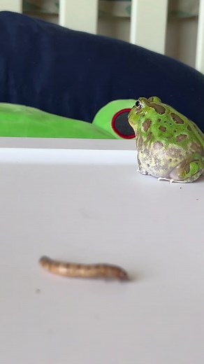 He has poor depth perception but he’s got the spirit 💕 #frog #frogtok #frogsoftiktok #pacmanfrog #frogs #fyp #amphibian