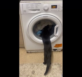 Adorable cat watches laundry spin in washing machine with playful energy
