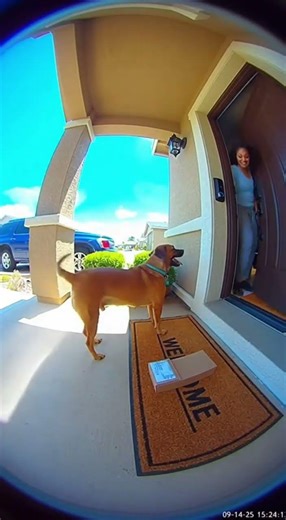 Dog Parcel | #viral #dog #doglove #parcel