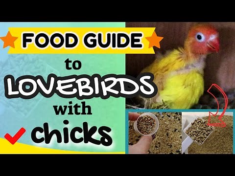 FOOD GUIDE - How To Feed Lovebirds With Baby Chicks - BREEDING LOVE BIRD FOOD LIST