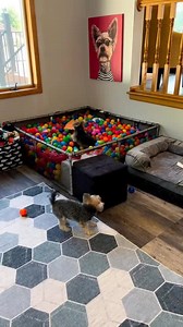 Happiest Yorkies ever! 🥰💕 | World's Cutest Yorkies