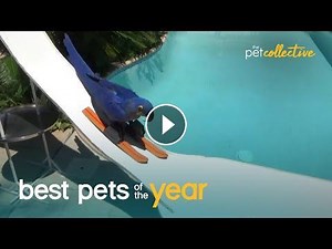 Top 20 Athletic Pets Video | Best Pets Of The Year 2020