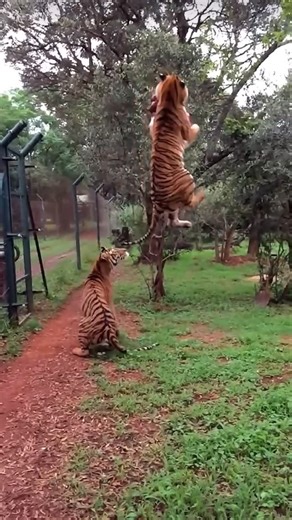 Mateus Fll on Instagram: "#withlarus #larusviral #viralvideos"