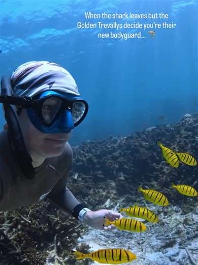 I think I just got adopted. 🐟✨ Life on the Ningaloo is always full of surprises. Usually, you see these Golden Trevallys hitching a ride with the big guys for protection—in this case, they were shadowing a Tawny Nurse Shark. But when the shark decided it was time to move on, these little guys didn’t want the snorkel to end! They stayed right with us for the rest of the swim, treating us like their new “bodyguards.” 🛡️ There’s something so special about these moments of connection where the wil