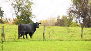 Grass-fed black cow and small tiny calf grazing on pasture grass field in Albemarle county, Virginia rural countryside farm in colorful autumn with ear tag