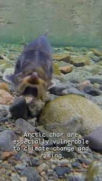 This is why Arctic Charr are the best fish #charr #nature #fishing