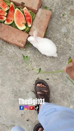 wow nice 👏 👌 #havefun #rabbit