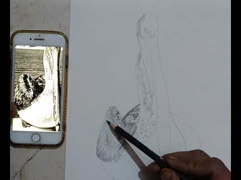 How to Draw Realistic Duck