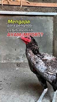 Why Do Big Names Prefer Imported Chickens? The Facts Behind Local and Imported Breeds