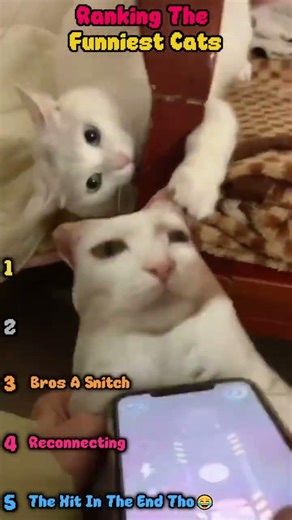 Ranking The Funniest Cats! Part 3!
