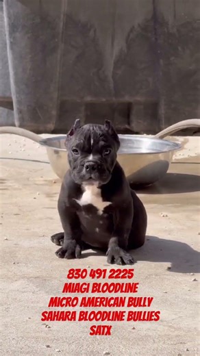 Micro American Bully For Sale Miagi Bloodline