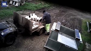 Disturbing footage shows farmer shooting newborn goats in the head